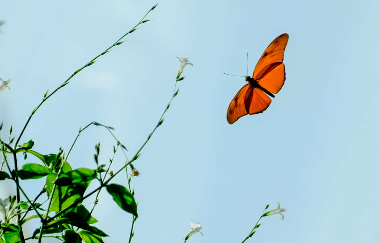 Avrupa’nın en büyüğü Konya’da! 10 bin farklı tür, 600 bin ziyaretçi 7
